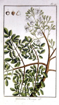 Moringa Blätter bio